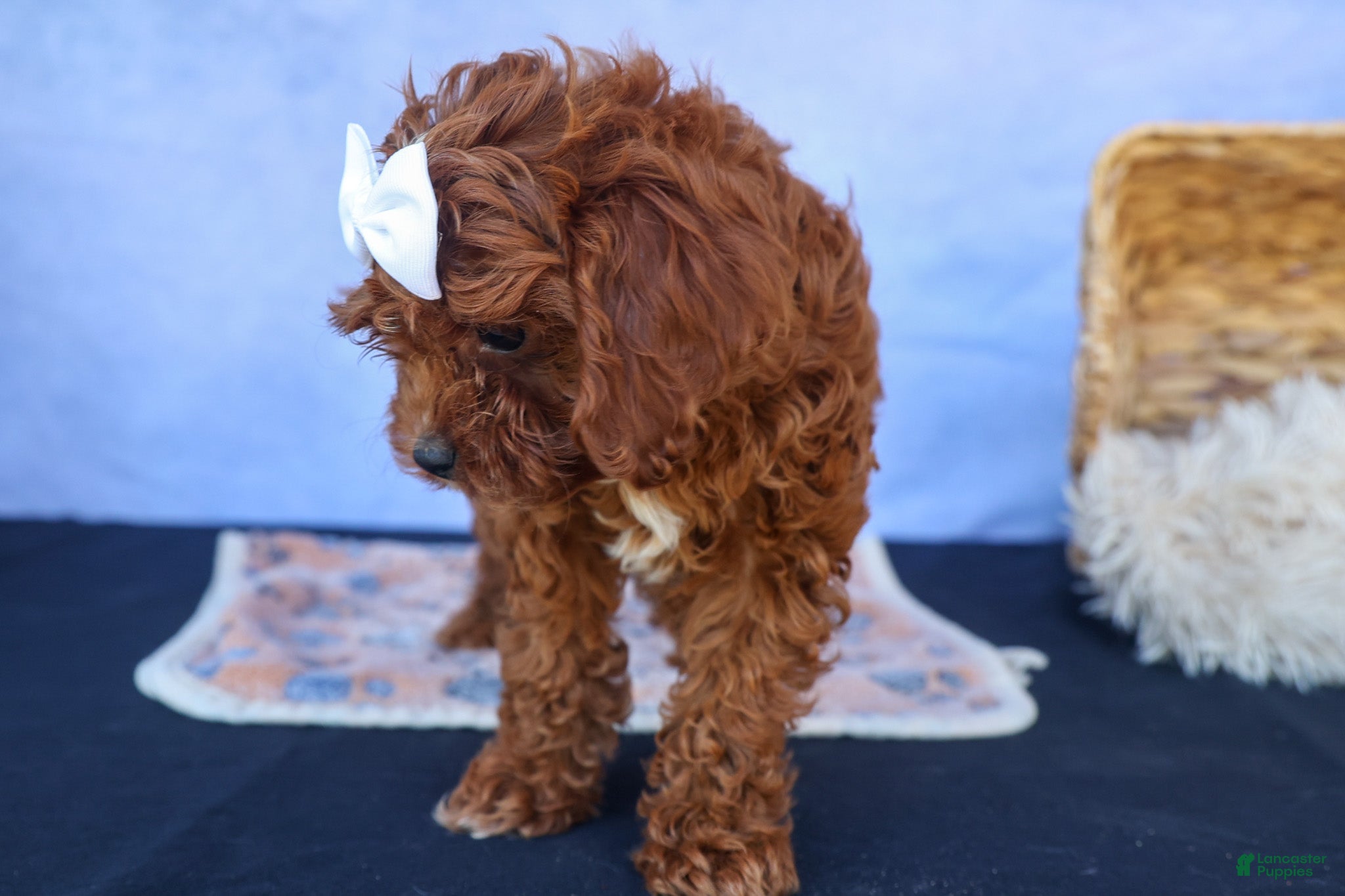 Cavapoo dogs for sale: RHODA - Ad 7