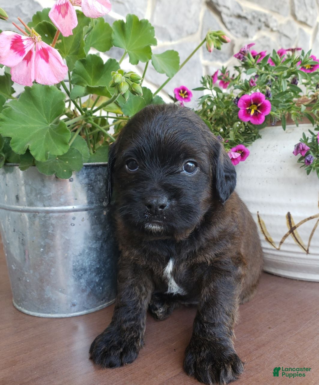 Mixed Breed dogs Topsy - Ad 22