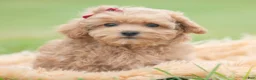 Maltipoo dogs for sale: Maddie Mae - Ad 2