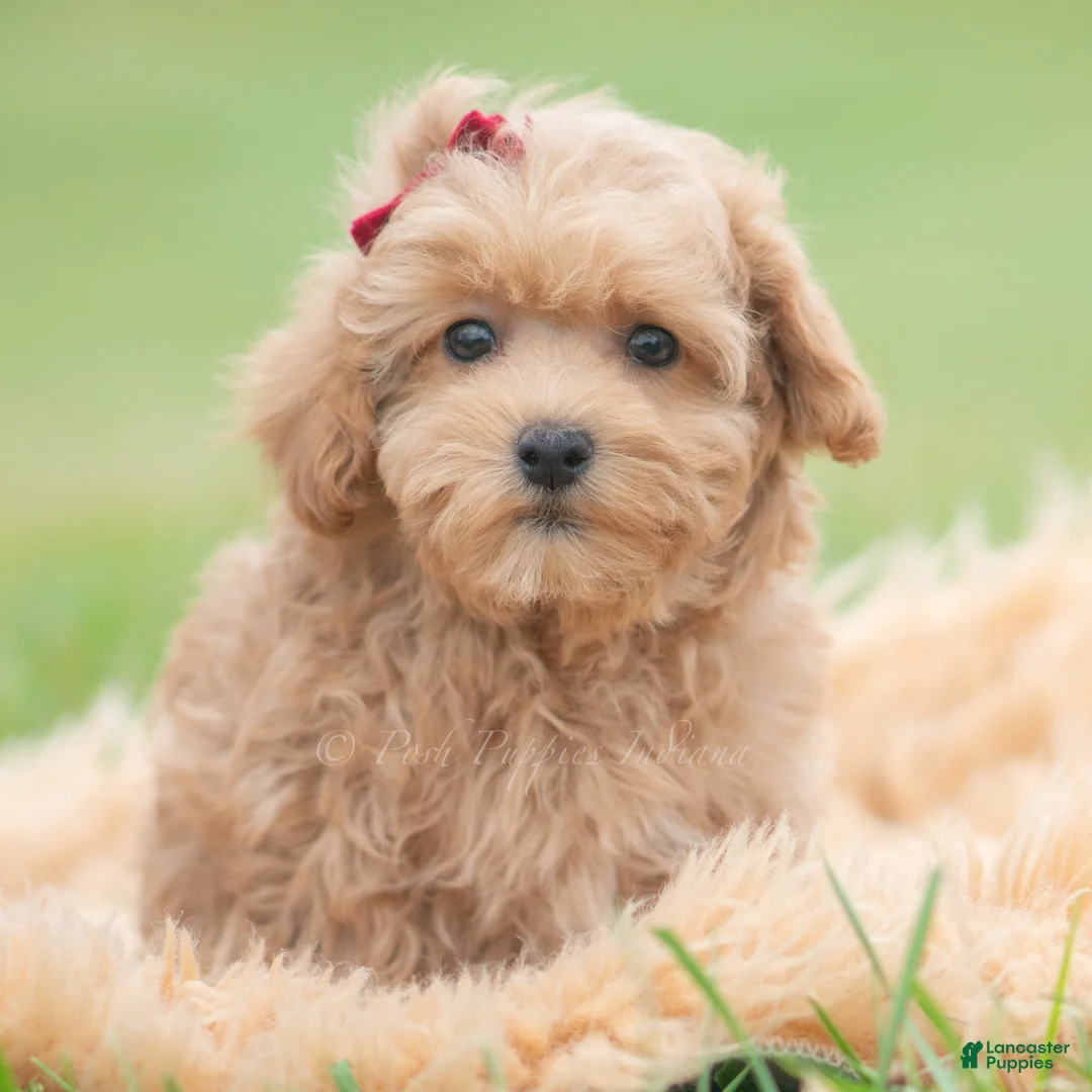 Maltipoo dogs for sale: Maddie Mae - Ad 2