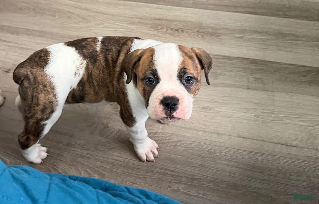 Mixed Breed dogs for sale: Mixed Breed 3 - Ad 1