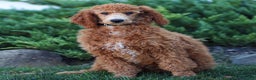Standard Poodle dogs for sale: Ronnie - Ad 4