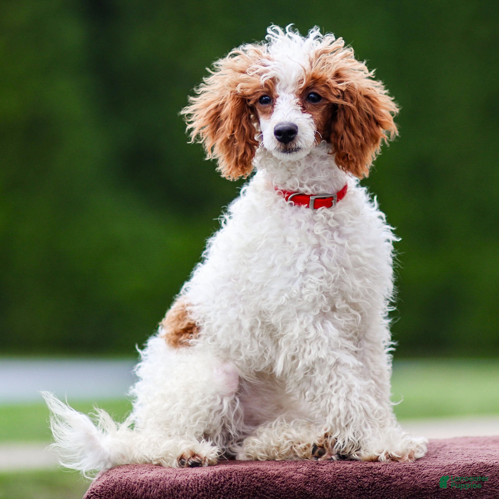 Toy Poodle dogs Pepper Lace - Ad 40