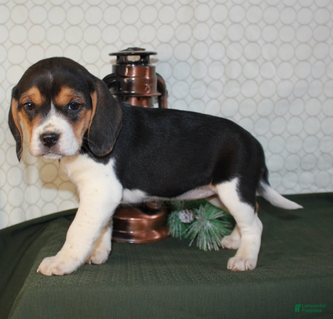 Beagle dogs for sale: Macy - Ad 4