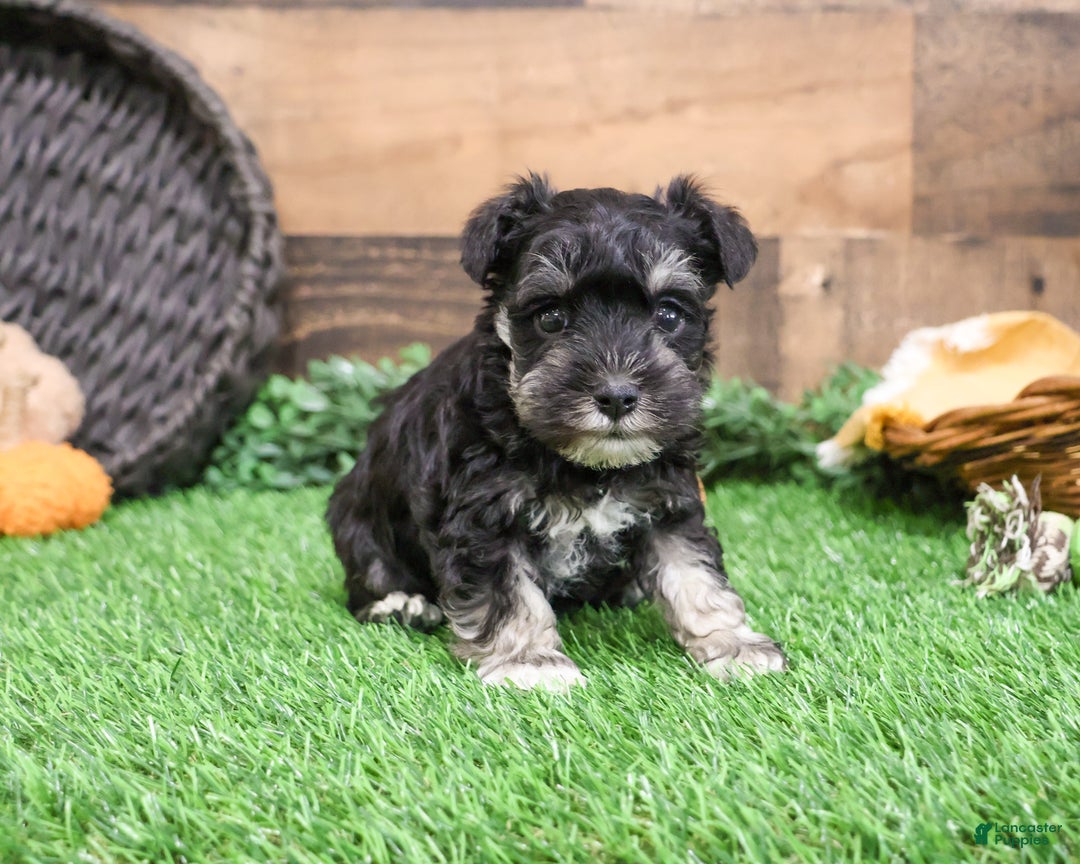 Miniature Schnauzer dogs for sale: Pepe - Ad 6