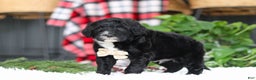 Portuguese Water Dog dogs for sale: Zeke - Ad 6