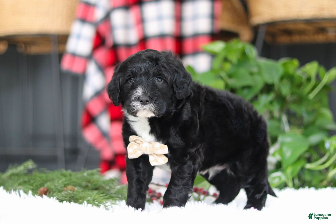 Portuguese Water Dog dogs for sale: Zeke - Ad 6