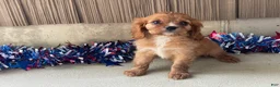 Cavalier King Charles Spaniel dogs for sale: Hunter Cavalier King Charles Spaniel  - Ad 9