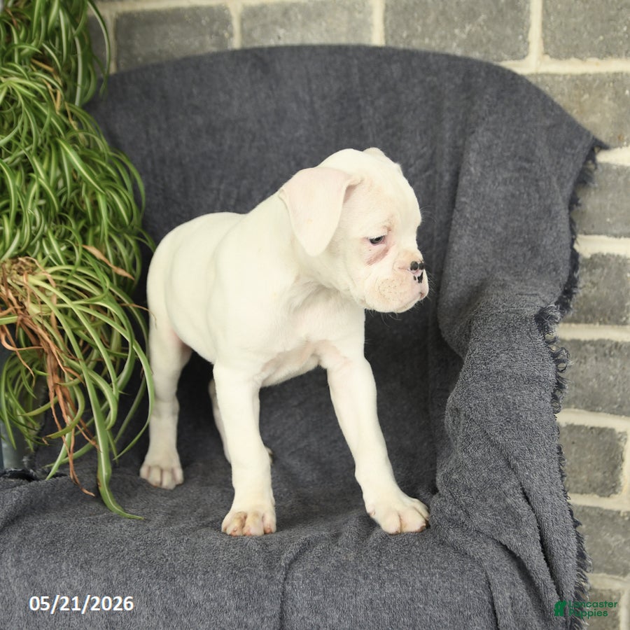 Boxer dogs Freddie - Ad 2