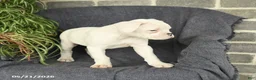 Boxer dogs for sale: Freddie - Ad 2