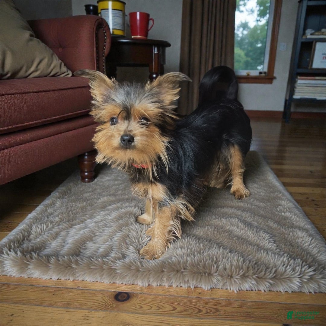 Morkie dogs for sale: TEACUP Oliver - Ad 11