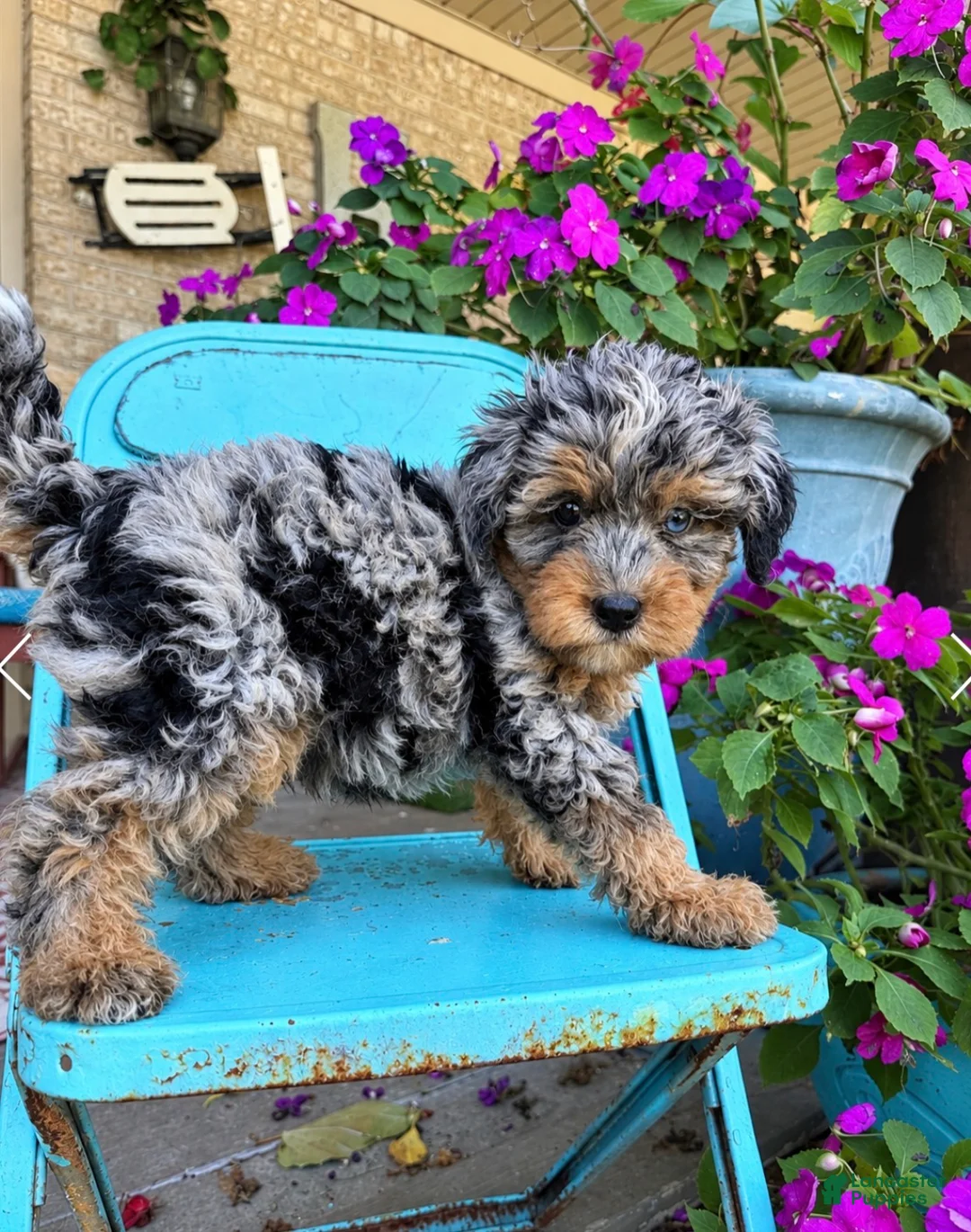 Mini Bernedoodle dogs for sale: Duke - Ad 5