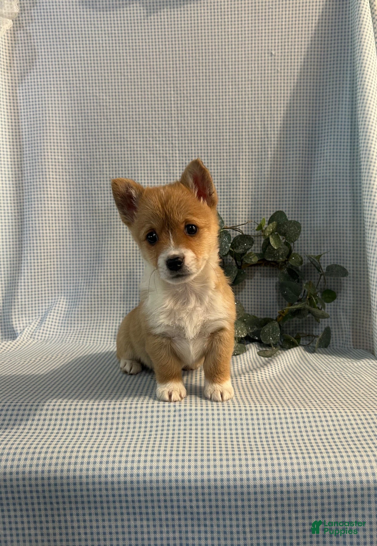 Welsh Corgi Pembroke dogs Violet - Ad 2