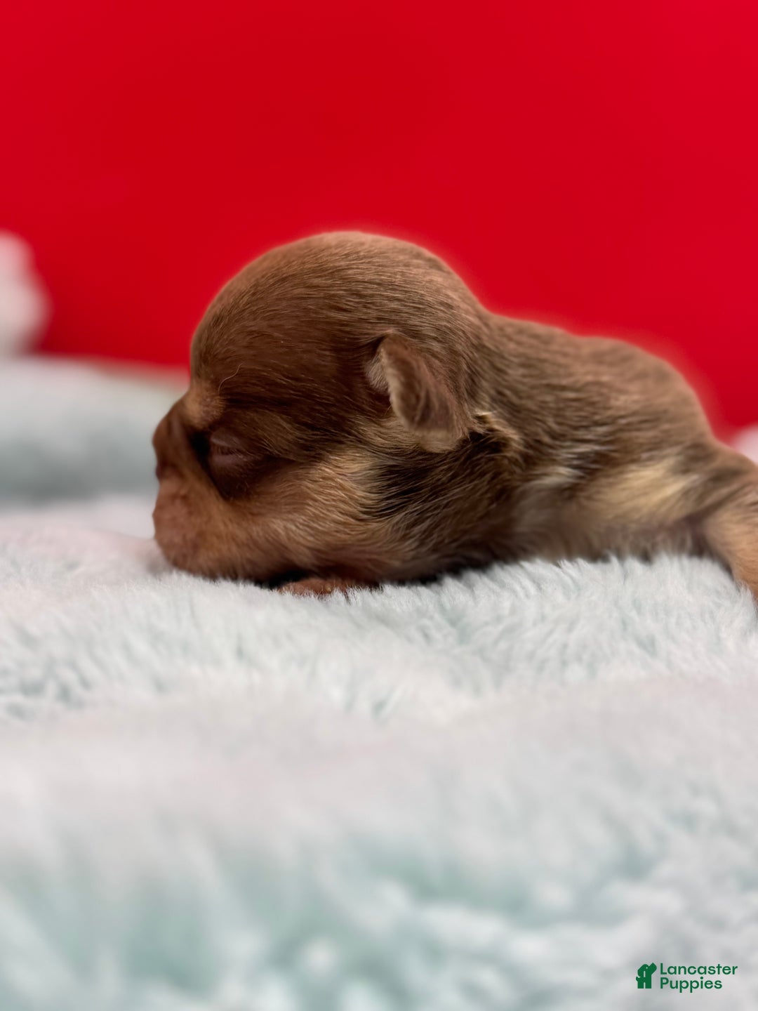 French Bulldog dogs for sale: French Bulldog Puppy 4 - Ad 4