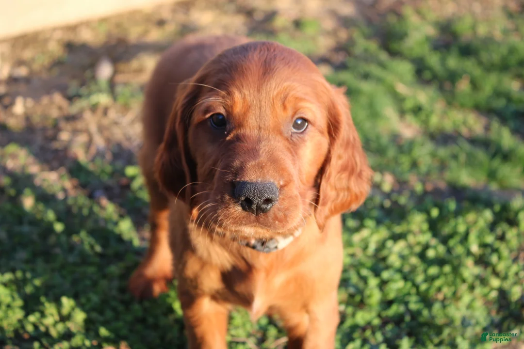 Mixed Breed dogs for sale: Mixed Breed litter of 8 puppies - Ad 32