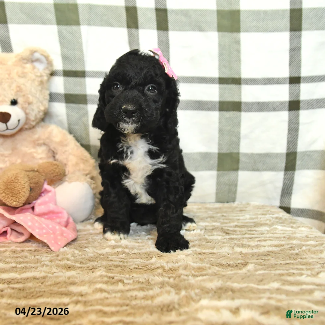 Cockapoo dogs for sale: Midnight - Ad 1