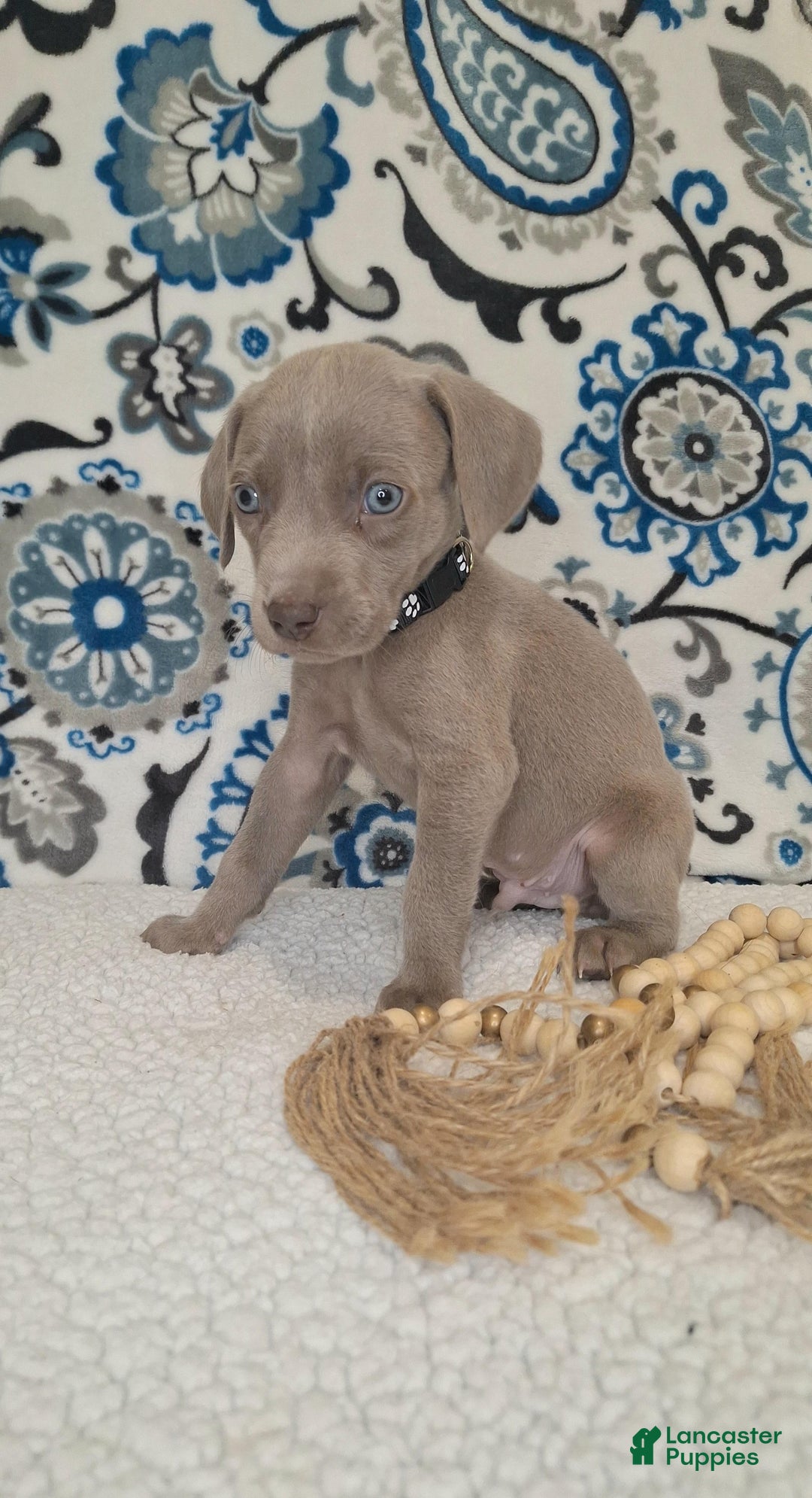 Weimaraner dogs for sale: Diamond - Ad 20