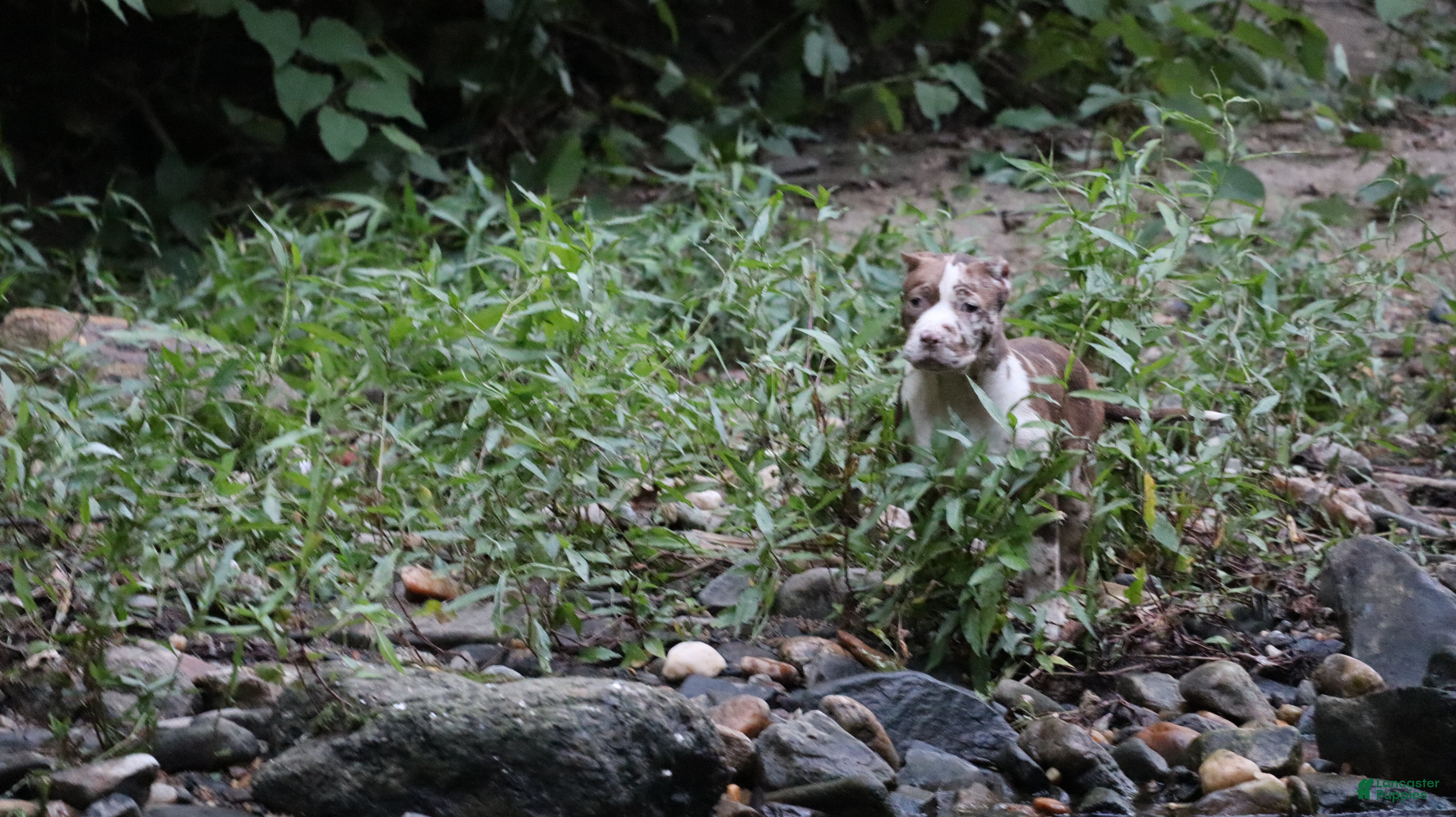 American Bully dogs Polaris - Ad 2
