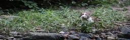 American Bully dogs for sale: Polaris - Ad 17