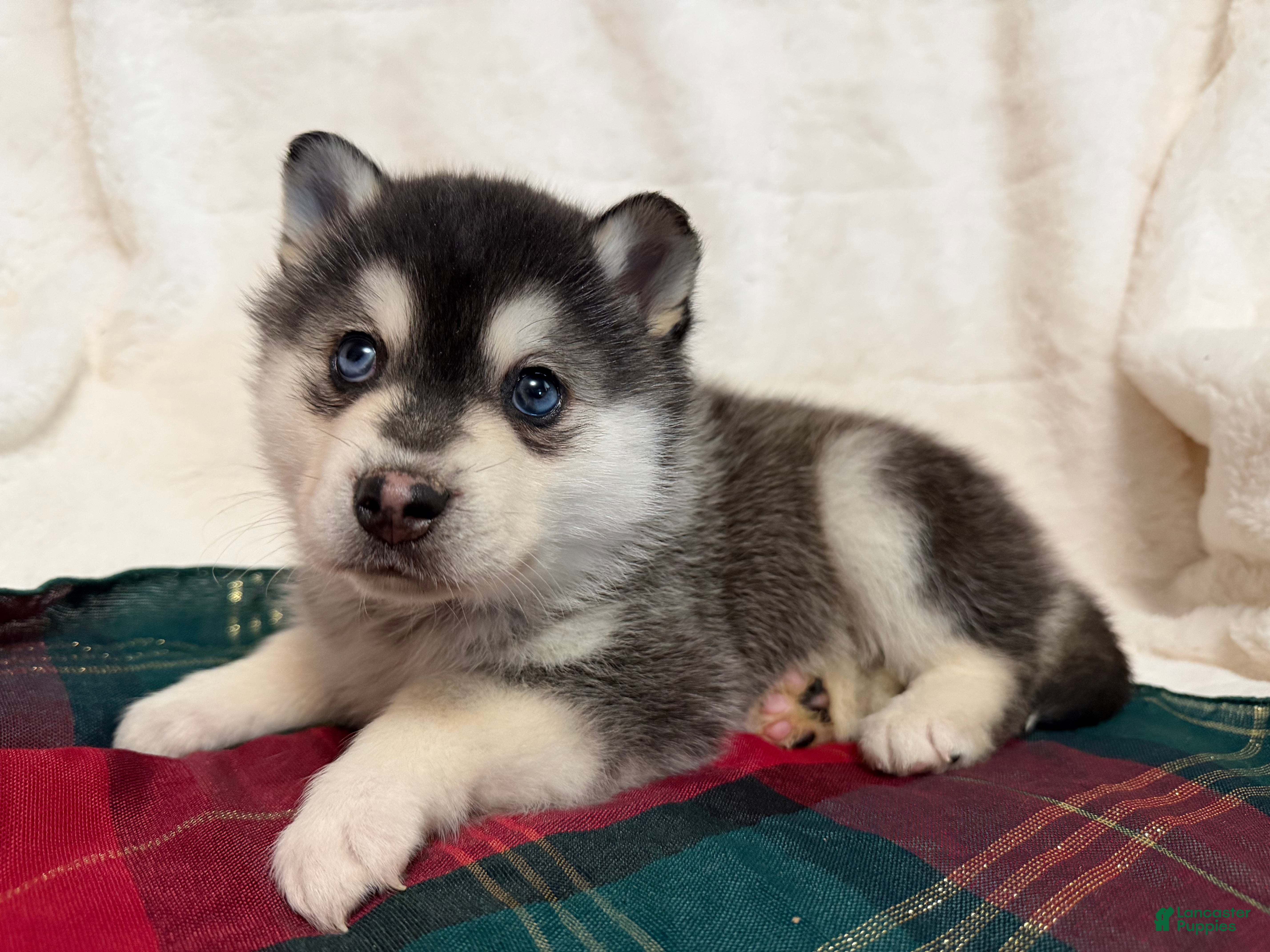 Alaskan Klee Kai dogs Balto  - Ad 4