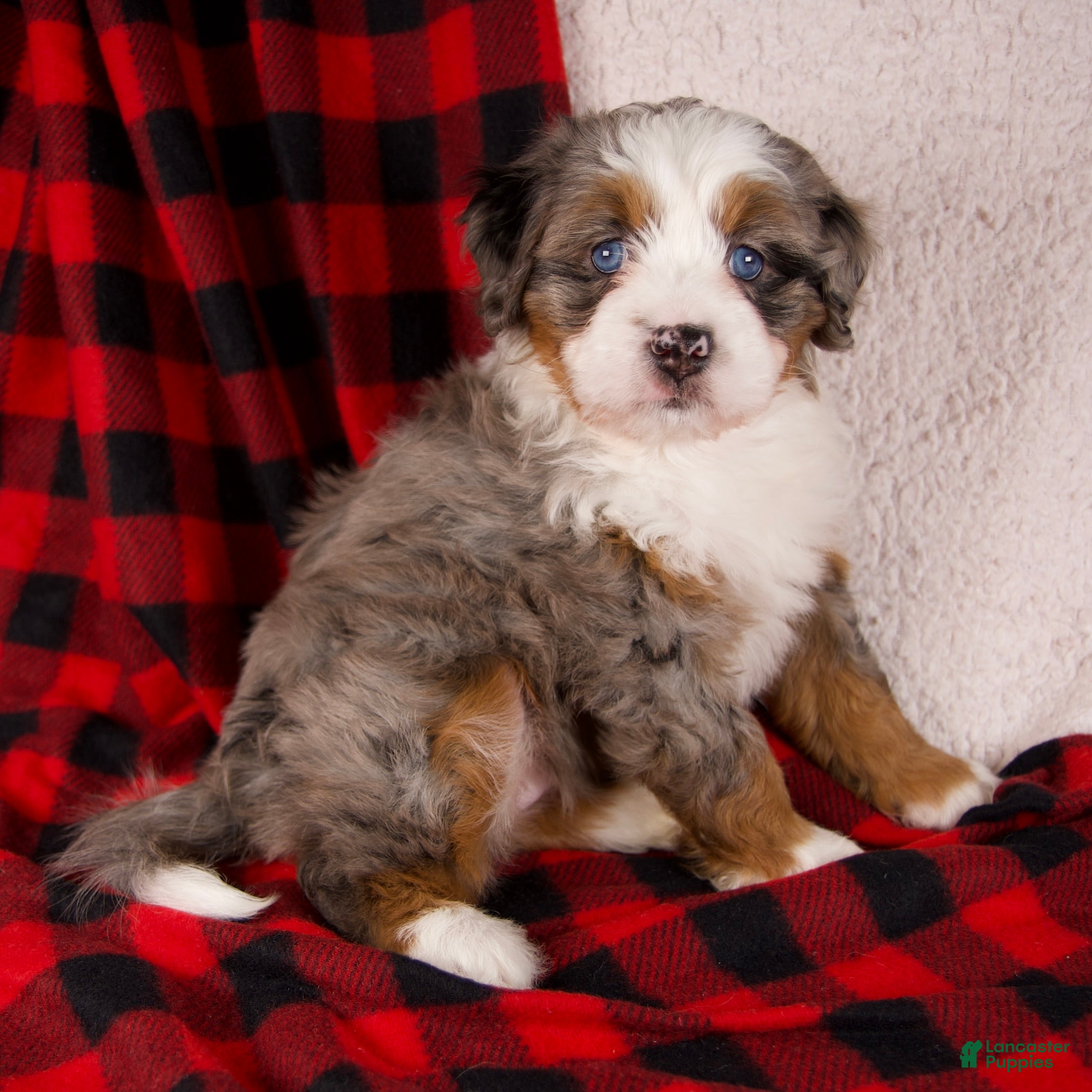 Mini Bernedoodle dogs Holly Girl - Ad 2