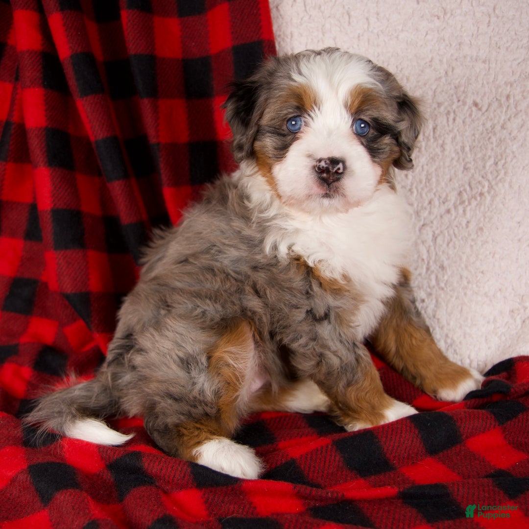 Mini Bernedoodle dogs for sale: Holly Girl *Potty Training* - Ad 1