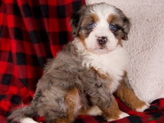 Mini Bernedoodle dogs Holly Girl - Ad 35