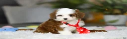 Cavapoo dogs for sale: Sawyer - Ad 6