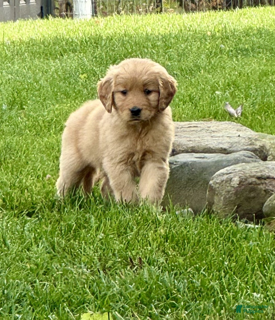 Golden Retriever dogs for sale: Pearl - Ad 7