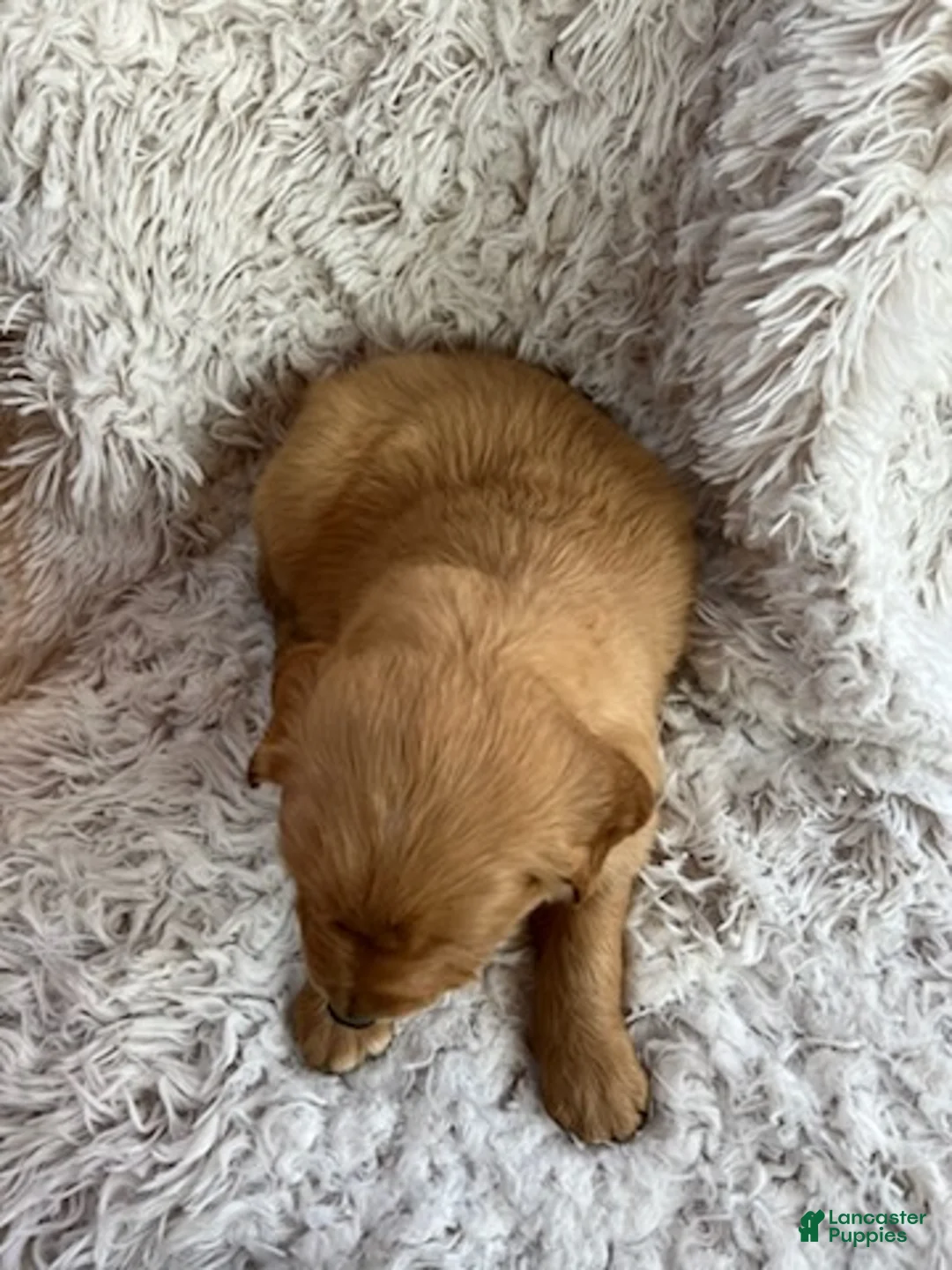 Golden Retriever dogs for sale: Kinsey - Ad 3