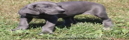Great Dane dogs for sale: Sapphire - Ad 9