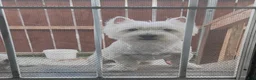 Mixed Breed dogs for sale: Mixed Breed Puppy 2 - Ad 5