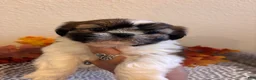 Shih Tzu dogs for sale: Shih Tzu 5 - Ad 5