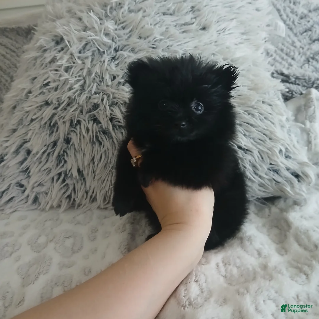 Pomeranian dogs for sale: Pomeranian Puppy 5 - Ad 3