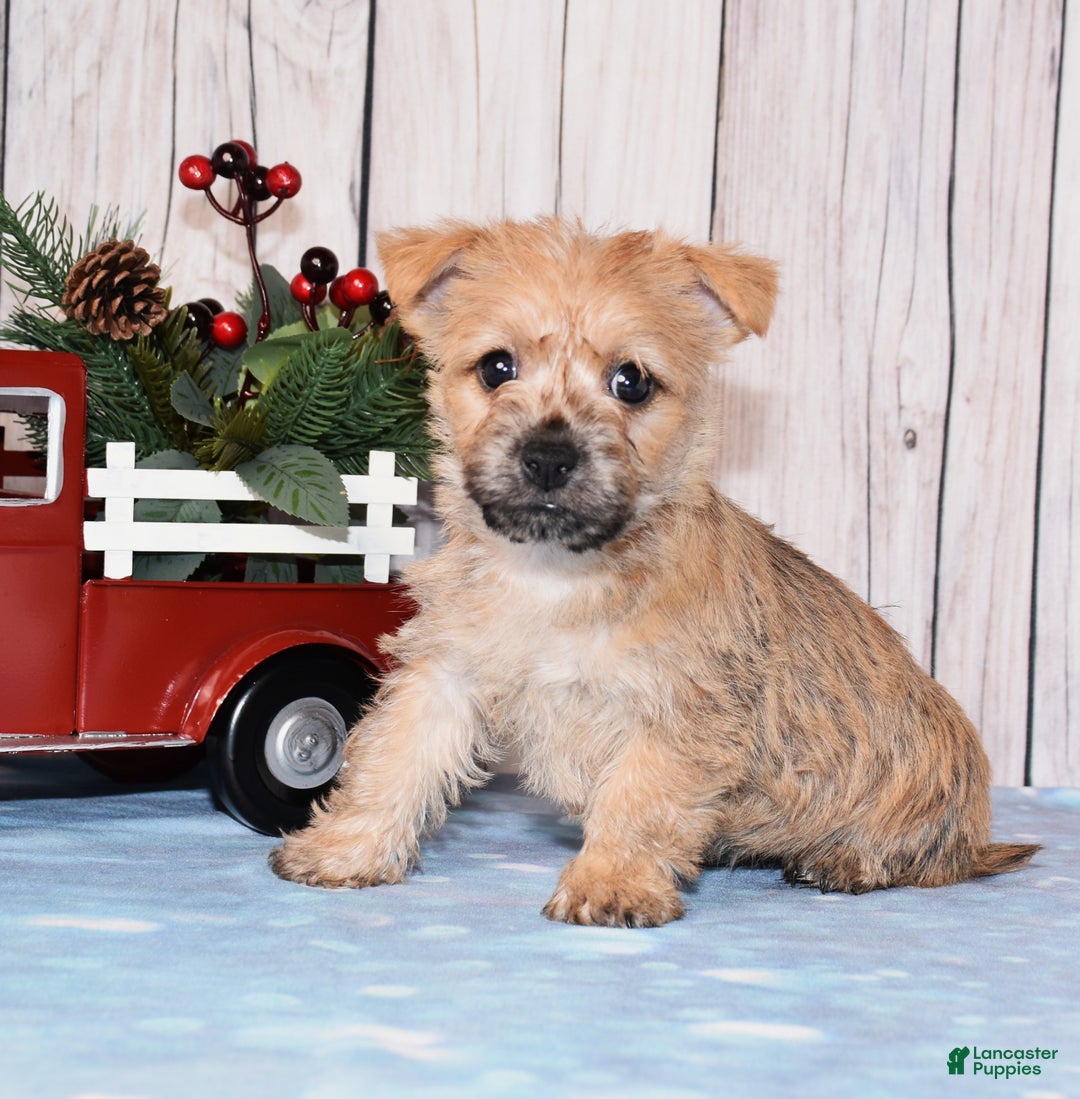 Cairn Terrier dogs for sale: Journee  - Ad 3
