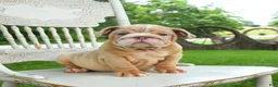 English Bulldog dogs for sale: Bubbles - Ad 3