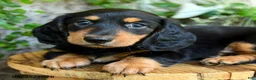 Miniature Dachshund dogs for sale: Erick - Ad 4