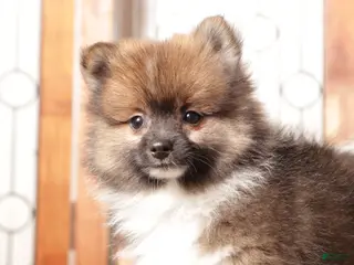 Pomeranian dogs Walter - Male Pomeranian - Ad 8