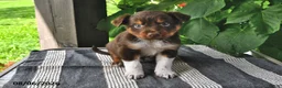 Mixed Breed dogs for sale: Lark - Ad 3