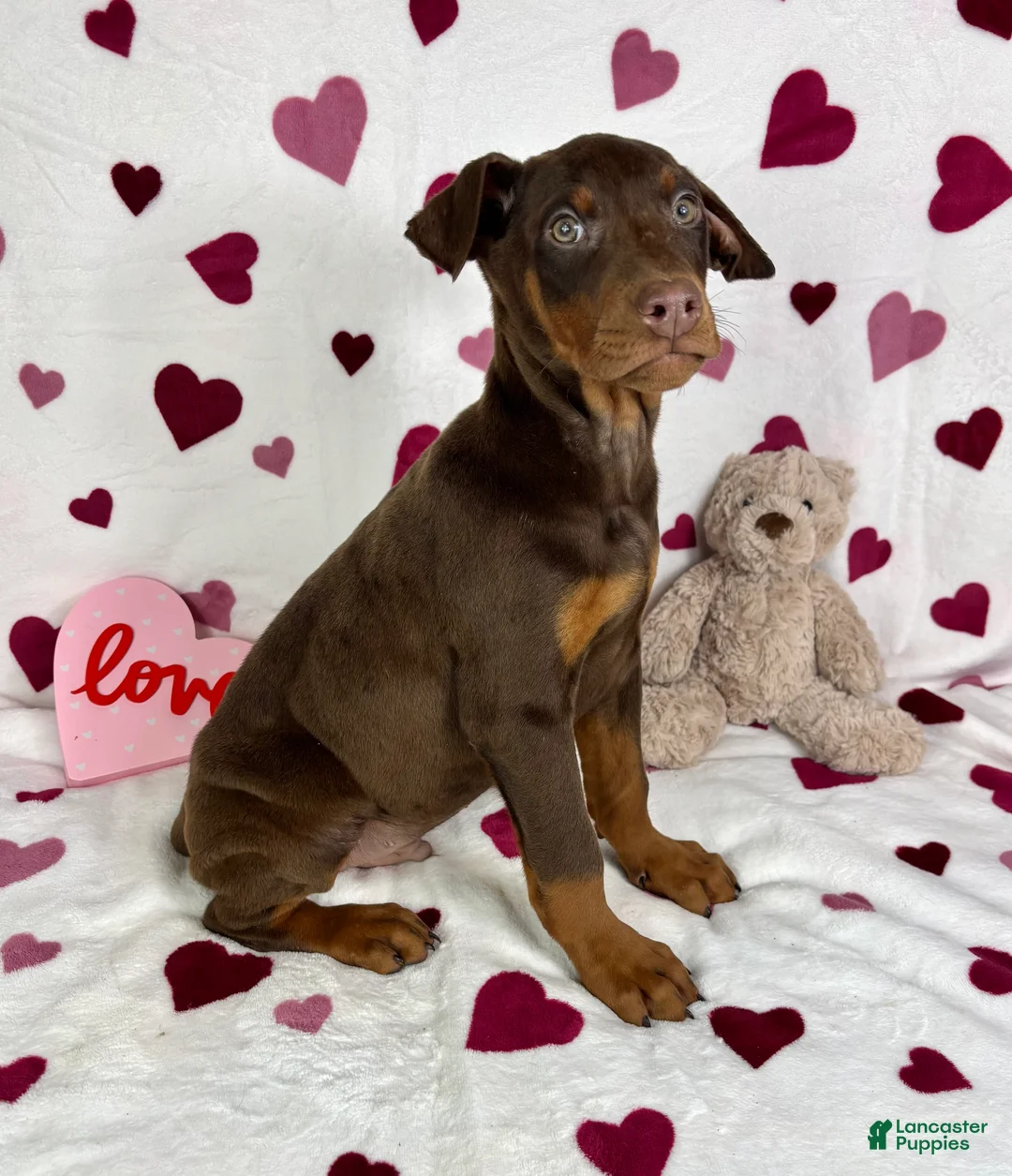 Doberman Pinscher dogs for sale: Diesel - Ad 4