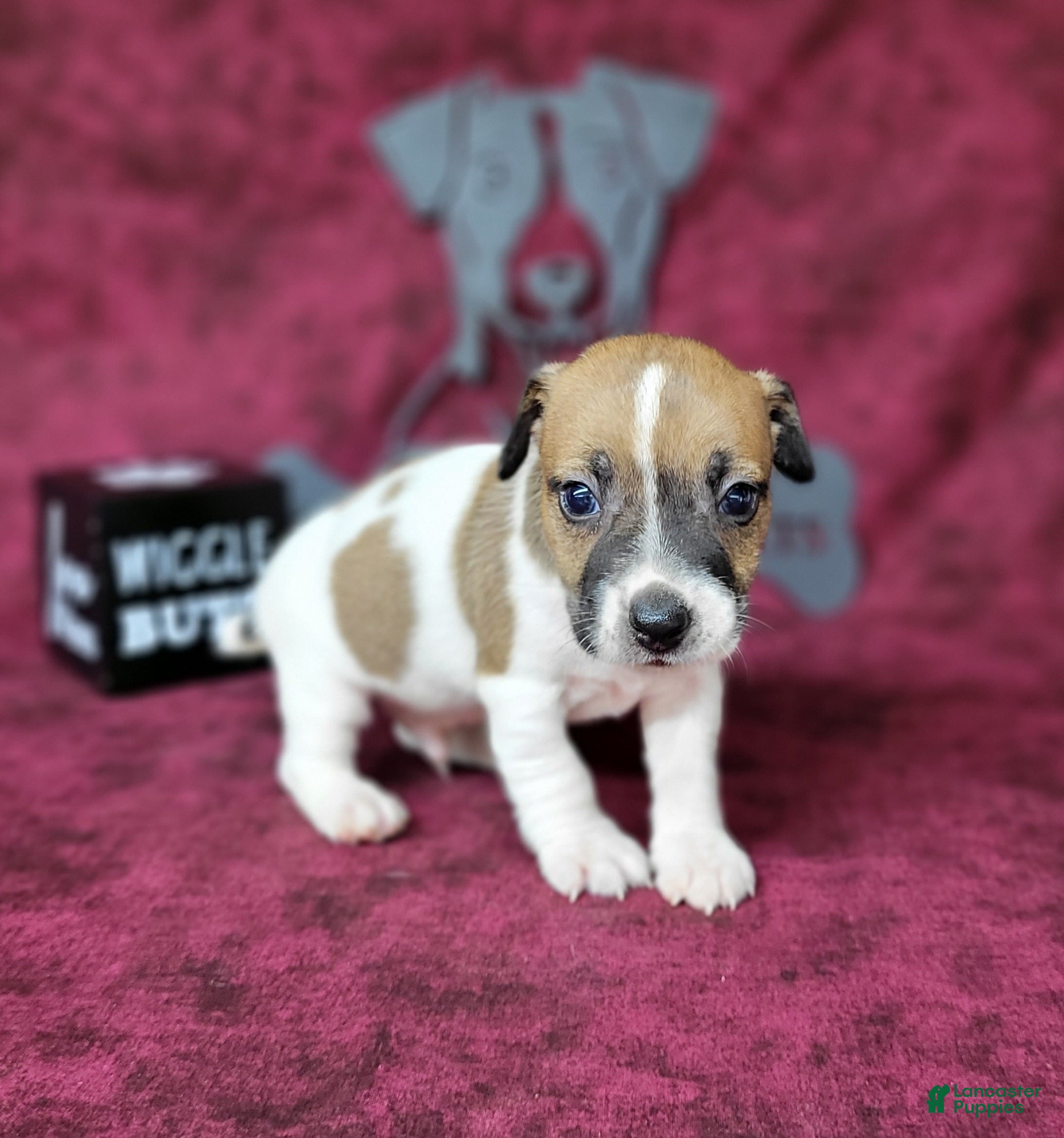 Jack Russell Terrier dogs Pyro CKC Reg male  - Ad 2
