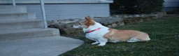 Welsh Corgi Pembroke dogs for sale: Queeny  - Ad 7