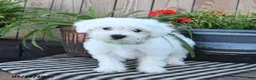Mixed Breed dogs for sale: Everett - Ad 2