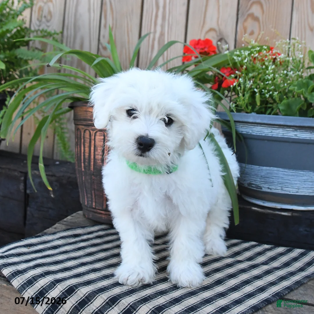 Mixed Breed dogs for sale: Everett - Ad 2