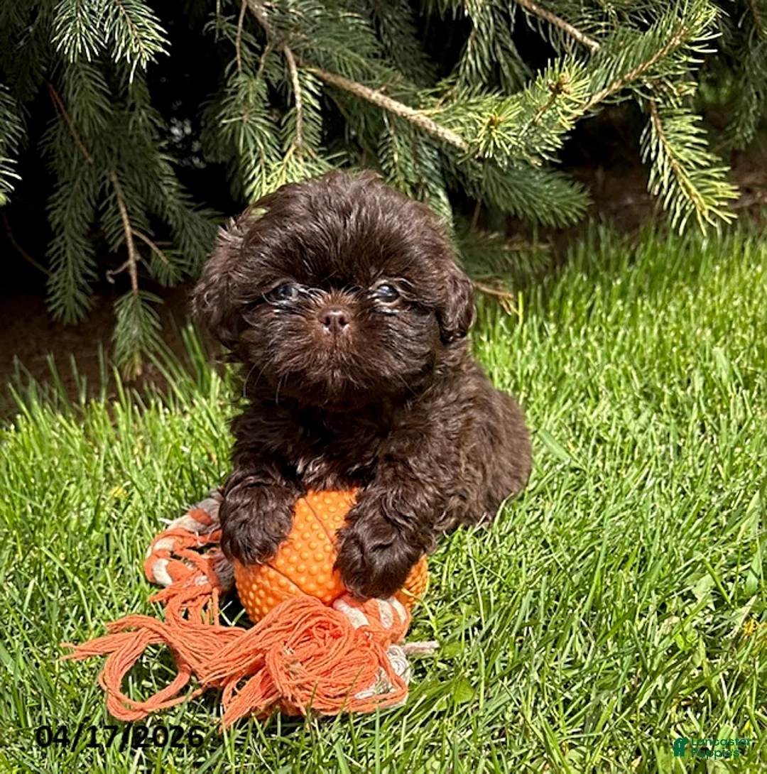 Shih Tzu dogs for sale: Truly - Ad 1