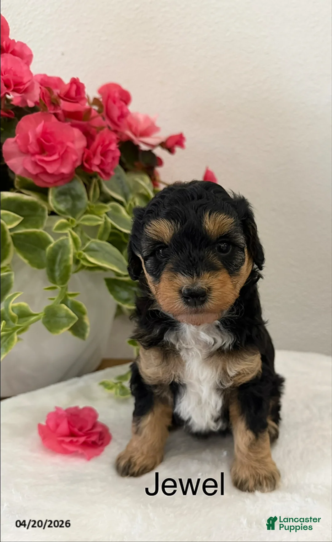 Mini Aussiedoodle dogs for sale: Jewel - Ad 1