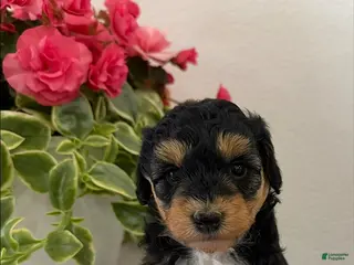 Mini Aussiedoodle dogs Jewel - Ad 40