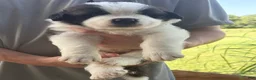 Saint Bernard dogs for sale: Akc Blue - Ad 1