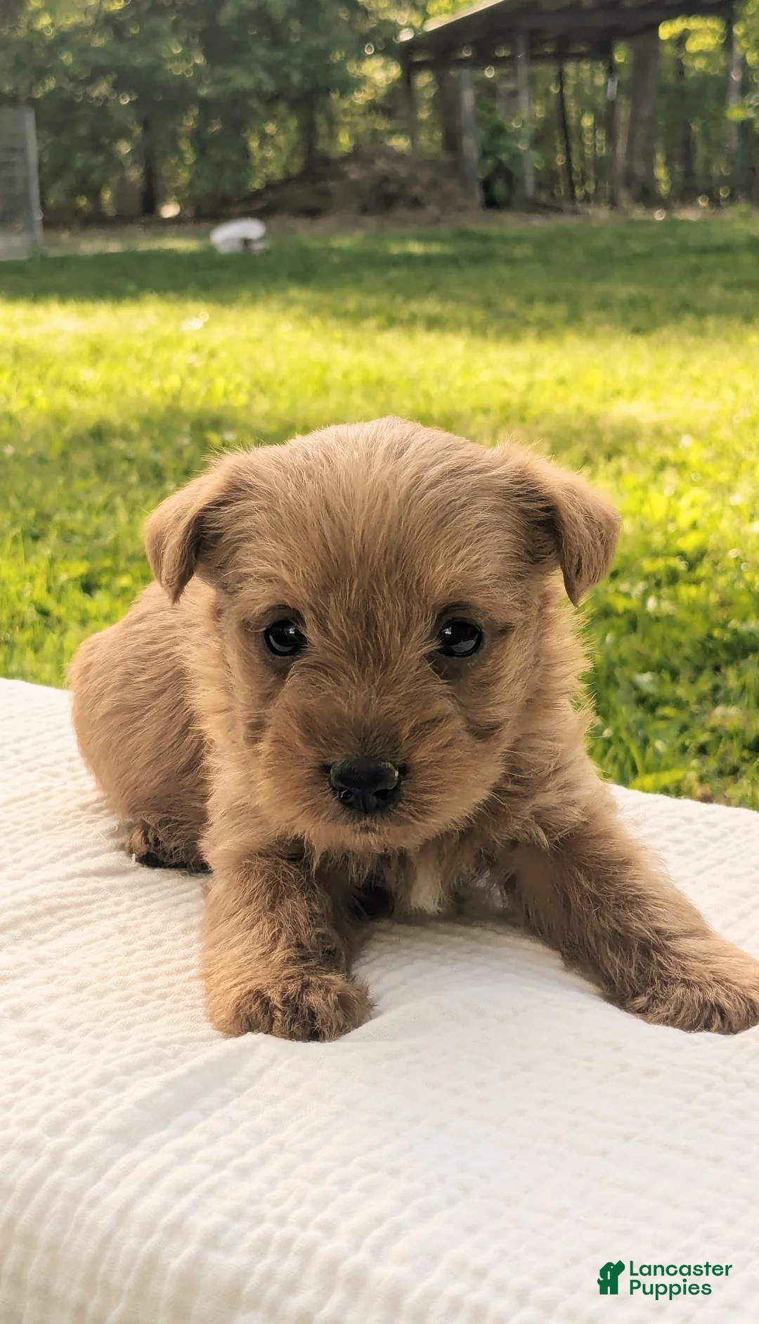 Mixed Breed dogs for sale: Charlie - Ad 6