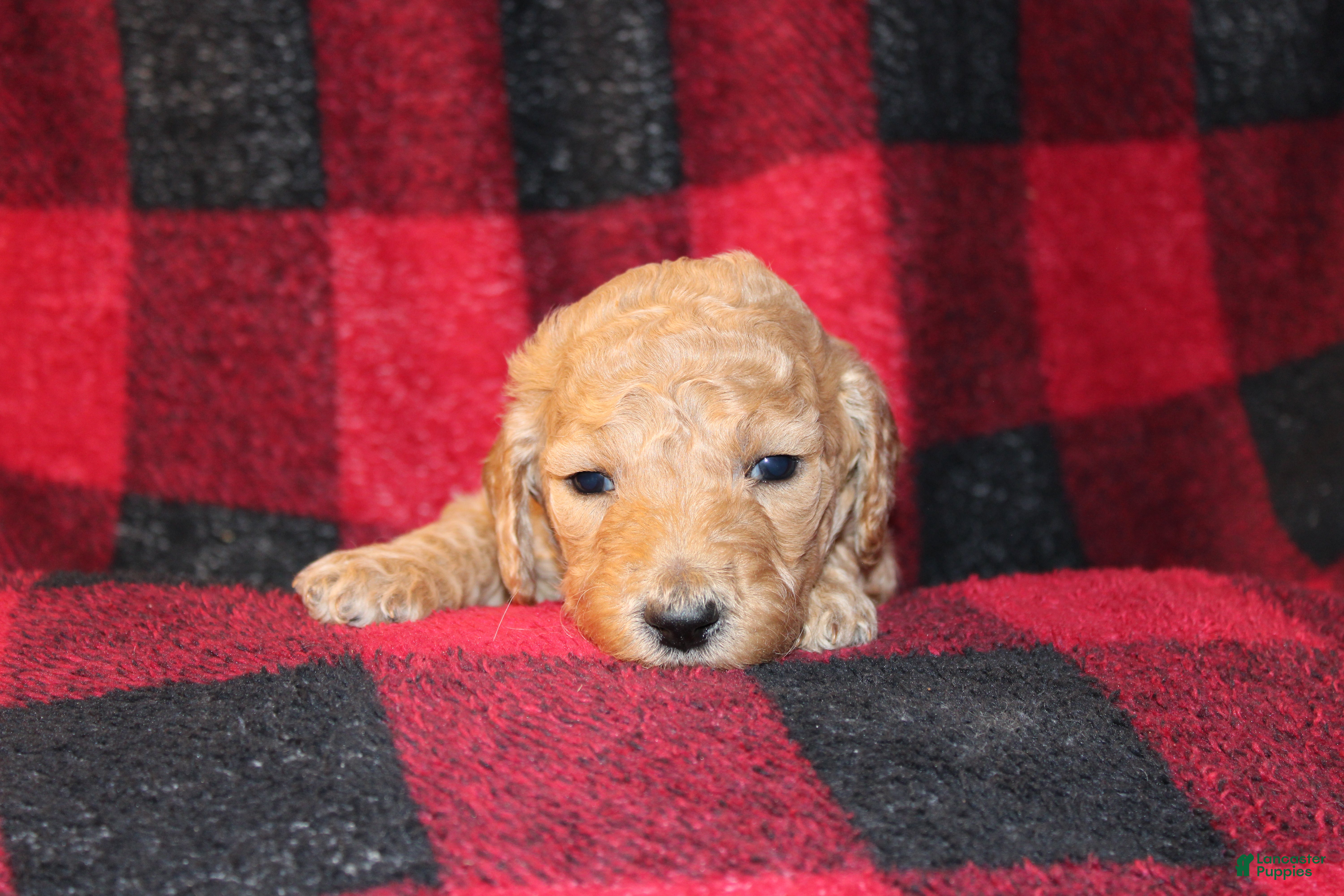 Standard Poodle dogs Standard Poodle Puppy 7 - Ad 39